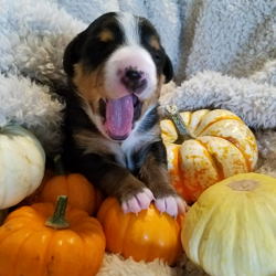 Entlebucher swiss mountain dog puppies for sale in NM